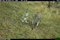 Eastern Grey Kangaroo and joey - Berring Sanctuary 