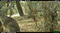 Eastern Grey Kangaroo fighting a tree - Berringa Sanctuary