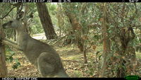 Eastern Grey Kangaroo fighting a tree - Berringa Sanctuary