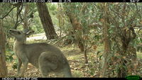 Eastern Grey Kangaroo fighting a tree - Berringa Sanctuary