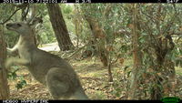 Eastern Grey Kangaroo fighting a tree - Berringa Sanctuary