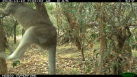 Eastern Grey Kangaroo fighting a tree - Berringa Sanctuary