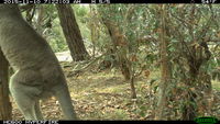 Eastern Grey Kangaroo fighting a tree - Berringa Sanctuary
