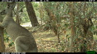 Eastern Grey Kangaroo fighting a tree - Berringa Sanctuary