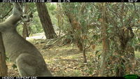 Eastern Grey Kangaroo fighting a tree - Berringa Sanctuary