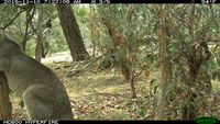 Eastern Grey Kangaroo fighting a tree - Berringa Sanctuary