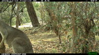 Eastern Grey Kangaroo fighting a tree - Berringa Sanctuary