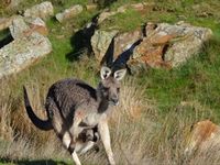 Eastern Grey Kangaroo- The Block Berringa