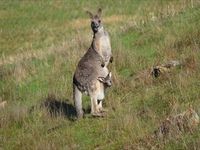 Eastern Grey Kangaroo- The Block Berringa