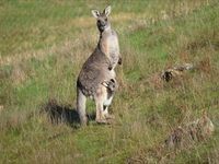 Eastern Grey Kangaroo- The Block Berringa