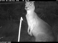 Eastern Grey Kangaroo- The Block Berringa