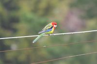 Eastern Rosella - Berringa Sanctuary 