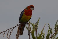 Eastern Rosella - Berringa Sanctuary