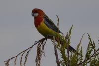 Eastern Rosella - Berringa Sanctuary