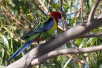 Eastern Rosella - The Block Berringa