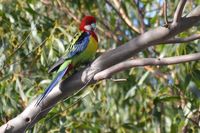 Eastern Rosella - The Block Berringa