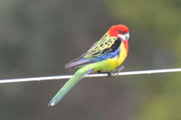 Eastern Rosella - The Block Berringa