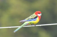 Eastern Rosella - The Block Berringa