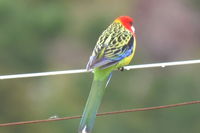 Eastern Rosella - The Block Berringa