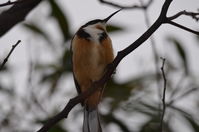 Eastern Spinebill - Berringa Sanctuary