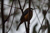 Eastern Spinebill - Berringa Sanctuary