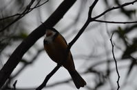 Eastern Spinebill - Berringa Sanctuary