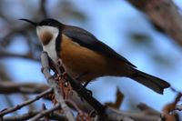 Eastern Spinebill - Berringa Sanctuary