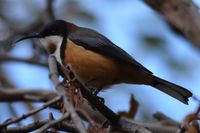 Eastern Spinebill - Berringa Sanctuary