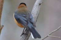 Eastern Spinebill - Berringa Sanctuary