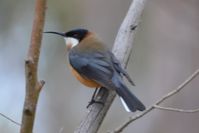 Eastern Spinebill - Berringa Sanctuary