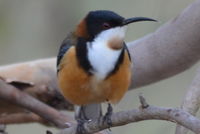 Eastern Spinebill - Berringa Sanctuary