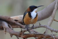 Eastern Spinebill - Berringa Sanctuary