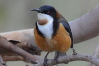 Eastern Spinebill - Berringa Sanctuary