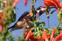 Eastern Spinebill - The Block Berringa