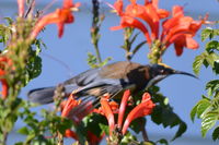 Eastern Spinebill - The Block Berringa