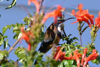 Eastern Spinebill - The Block Berringa