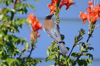 Eastern Spinebill - The Block Berringa