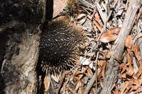 Echidna - Mount cole