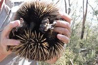 Echidna - Mount cole