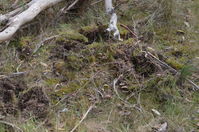 Echidna Diggings - Berringa Sanctuary 