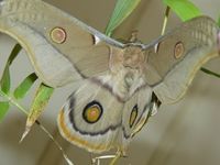 Emperor Gum Moth - Berringa Sanctuary