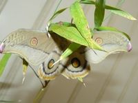 Emperor Gum Moth - Berringa Sanctuary