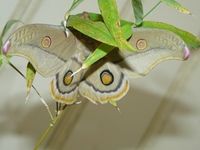 Emperor Gum Moth - Berringa Sanctuary