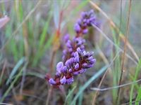 False Sarsaparilla - The Block Berringa