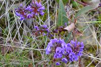 False Sarsaparilla - The Block Berringa