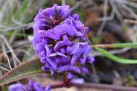 False Sarsaparilla - The Block Berringa