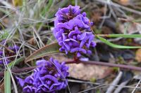 False Sarsaparilla - The Block Berringa