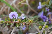 False Sarsaparilla - Berringa Sanctuary