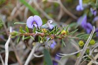 False Sarsaparilla - Berringa Sanctuary