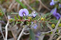 False Sarsaparilla - Berringa Sanctuary